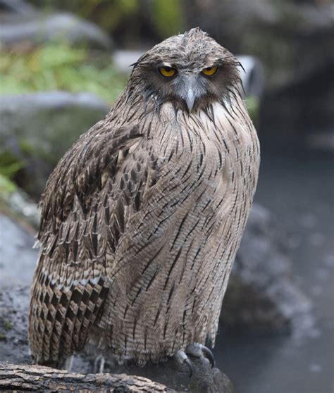 blakiston's fish owl|Blakiston's fish owl (5 pics) : r/PicsOfUnusualBirds .